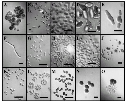 高盐污水生物处理技术